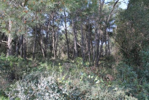 Pinienwald mit Bestandsschutz