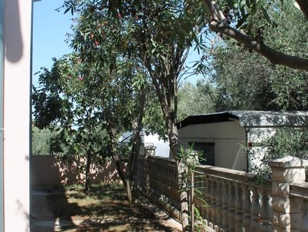 Oleander und Feigenbaum hinter dem Haus