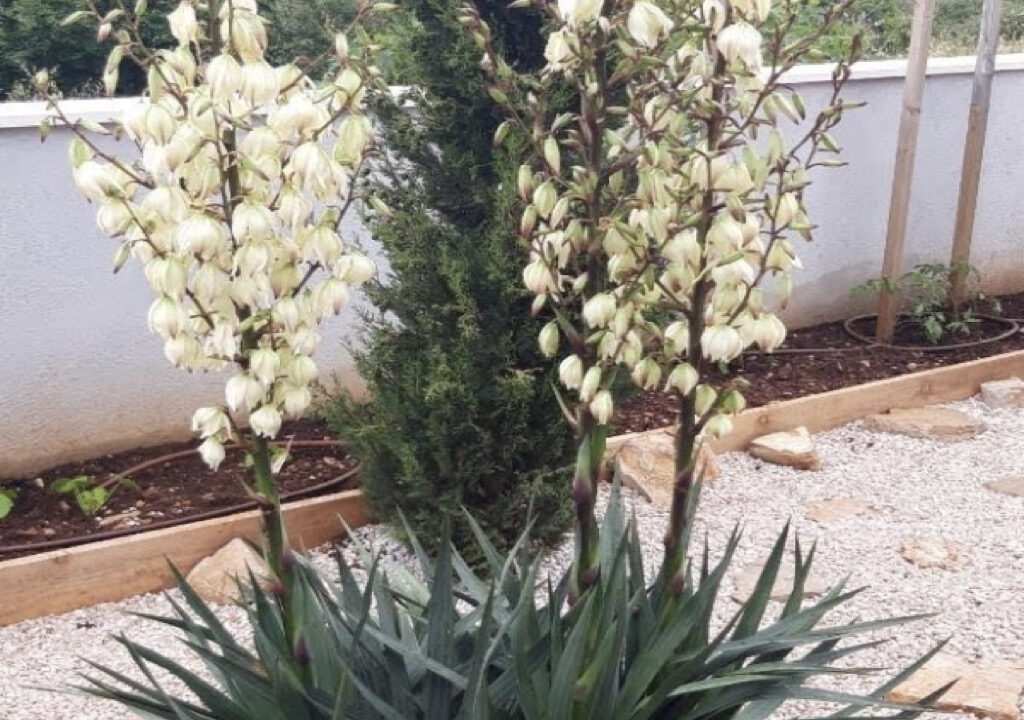 Neues modernes Haus auf der Insel Solta